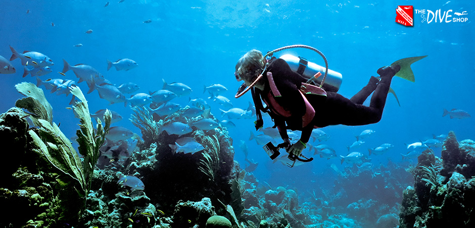 The Dive Shop, Tucson Arizona